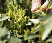 茶的原產(chǎn)地是哪個國家？