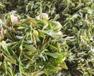 臨沂特產(chǎn)送人必買清單？