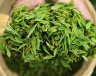 茶樹產(chǎn)量高嗎？一畝產(chǎn)多少斤？