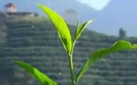 客田鎮(zhèn)：茶樹吐新芽，茶農(nóng)喜增收