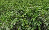 2024年4月茶樹最新詳情：茶樹過度種植、供過于求